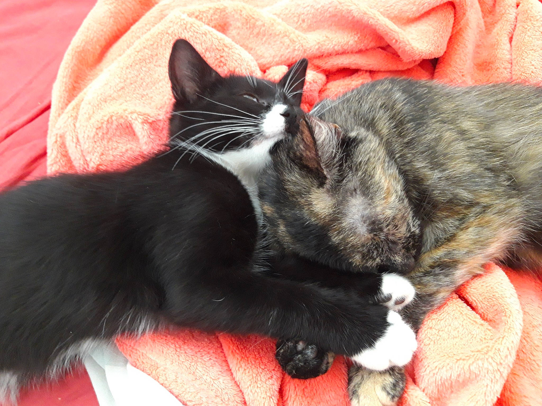 Sockette participe au concours pour gagner de l'argent avec cette photo : american_wirehair, asian, black_cat, carnivore, cat, claw, domestic_short_haired_cat, european_shorthair, felidae, fur, kitten, mammal, nap, paw, polydactyl_cat, small_to_medium_sized_cats, snout, tail, vertebrate, whiskers