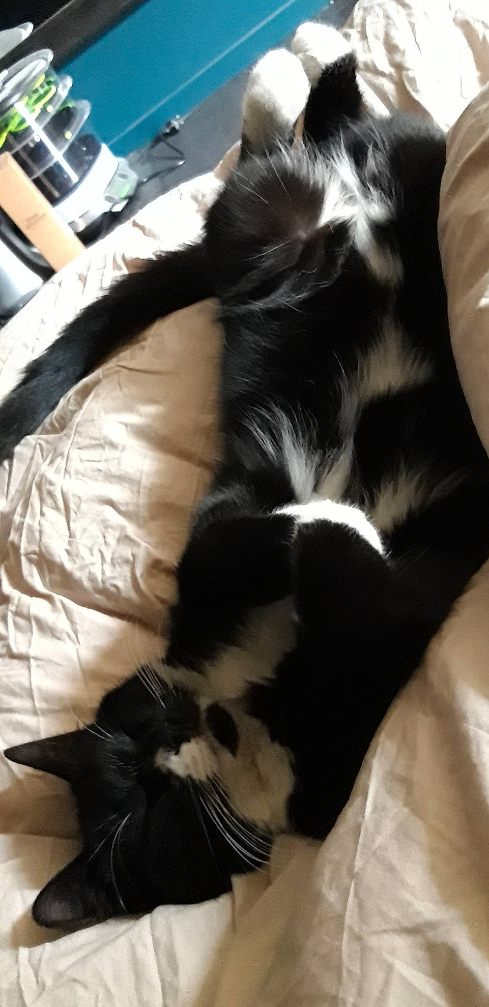 Sockette a rejoint le concours — aidez-le/la à gagner de superbes lots ! canidae, carnivore, cat, cavalier_king_charles_spaniel, companion_dog, dog_breed, ear, felidae, fur, long_hair, nap, small_to_medium_sized_cats, sporting_group, tail, whiskers