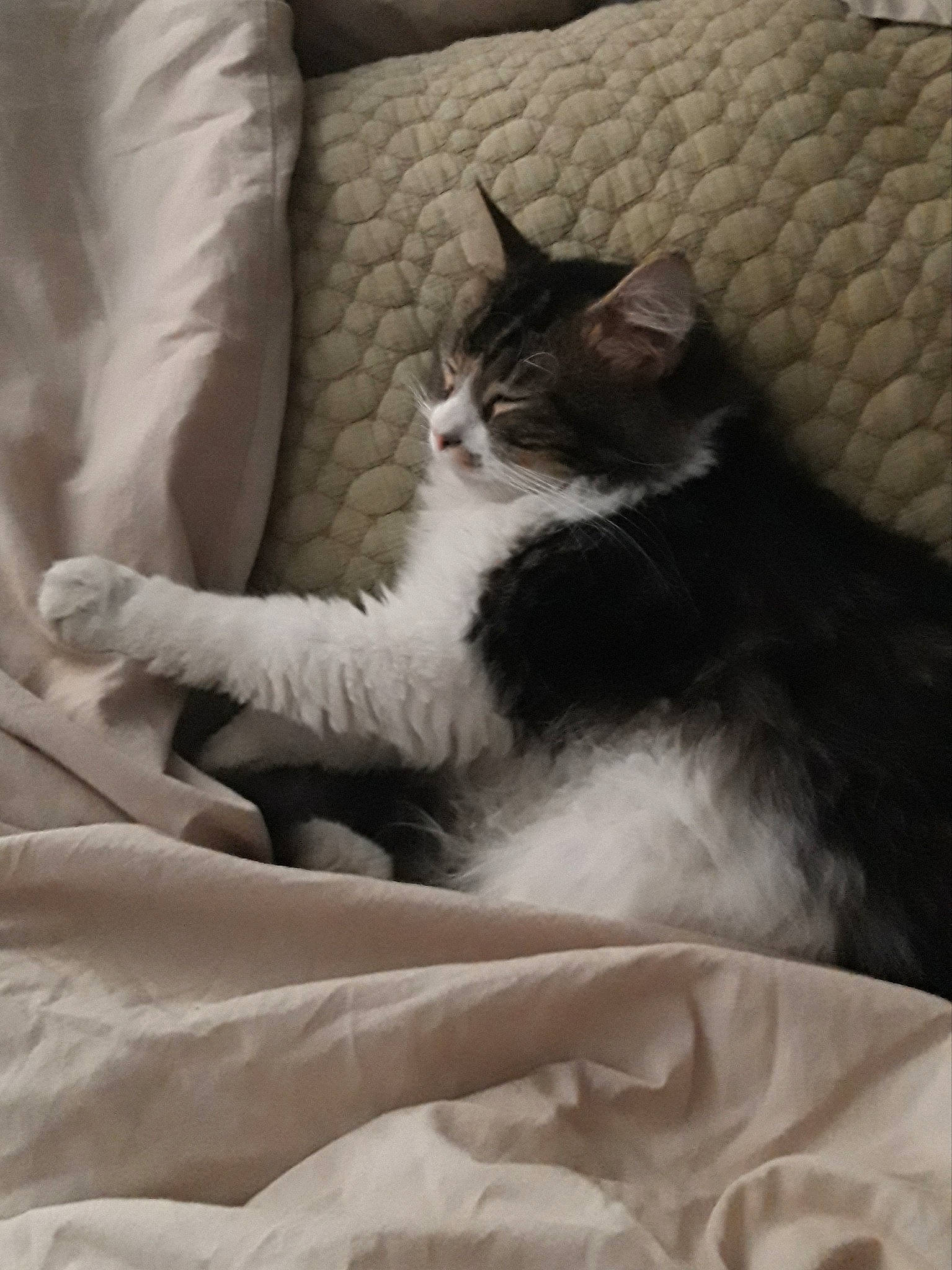 Sunday participe au concours pour gagner de l'argent avec cette photo : aegean_cat, american_wirehair, black_and_white, carnivore, cat, comfort, domestic_short_haired_cat, european_shorthair, felidae, fur, kitten, norwegian_forest_cat, polydactyl_cat, small_to_medium_sized_cats, tail, whiskers