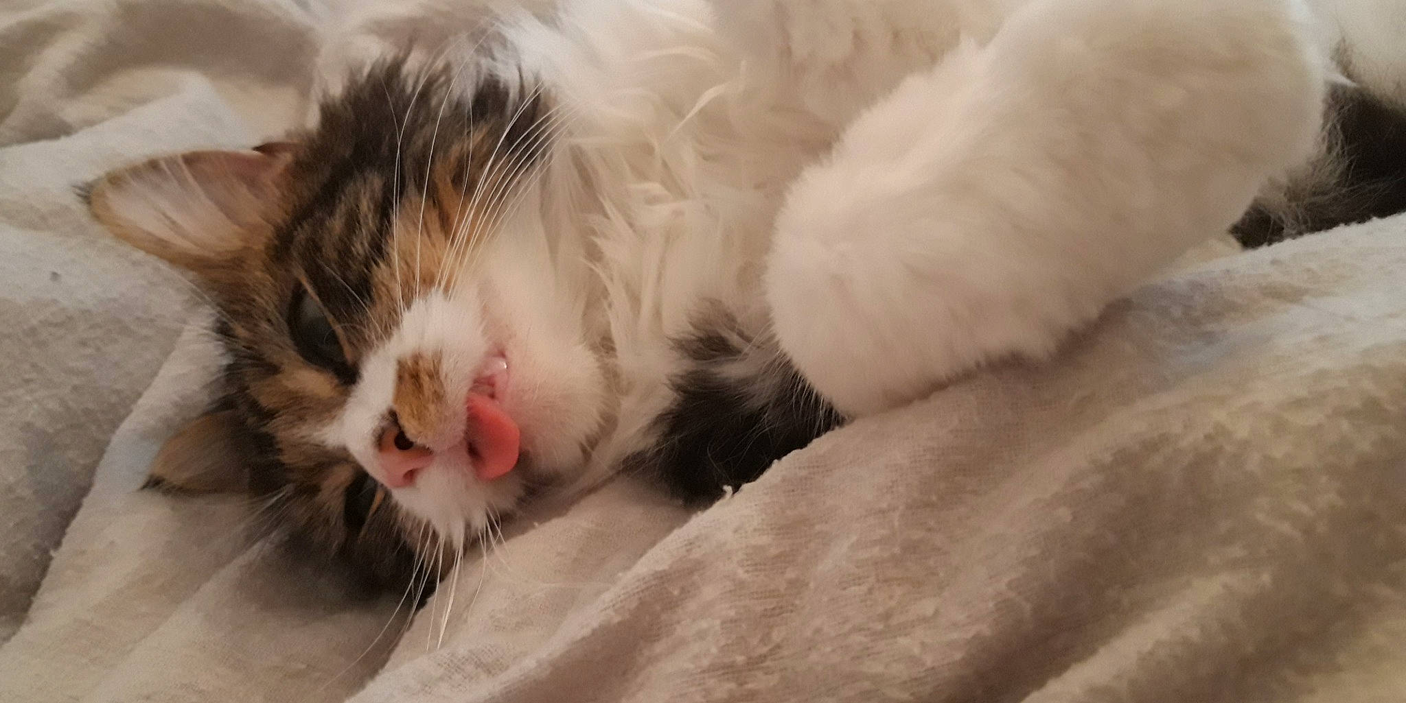 Sunday participe au concours pour gagner de l'argent avec cette photo : aegean_cat, american_curl, carnivore, cat, domestic_long_haired_cat, felidae, fur, kitten, nap, norwegian_forest_cat, nose, paw, polydactyl_cat, ragamuffin, ragdoll, sleep, small_to_medium_sized_cats, snout, turkish_van, whiskers