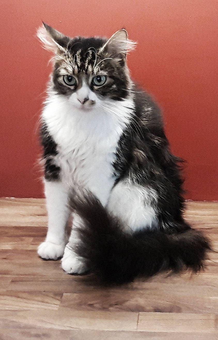 Sunday participe au concours pour gagner de l'argent avec cette photo : american_curl, american_wirehair, british_semi_longhair, carnivore, cat, cymric, domestic_long_haired_cat, domestic_short_haired_cat, felidae, kitten, maine_coon, mammal, norwegian_forest_cat, polydactyl_cat, ragamuffin, siberian, small_to_medium_sized_cats, tail, vertebrate, whiskers