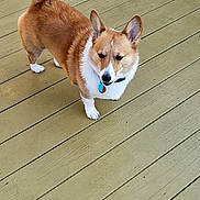 Sploot is registered to the contest to win money with this photo: alert, animal, brown, canine, collar, companion, corgi, cute, dog, domestic_animal, ears, fur, outdoor, pet, short_legs, standing, tag, tail, white, wooden_deck