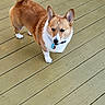 alert, animal, brown, canine, collar, companion, corgi, cute, dog, domestic_animal, ears, fur, outdoor, pet, short_legs, standing, tag, tail, white, wooden_deck