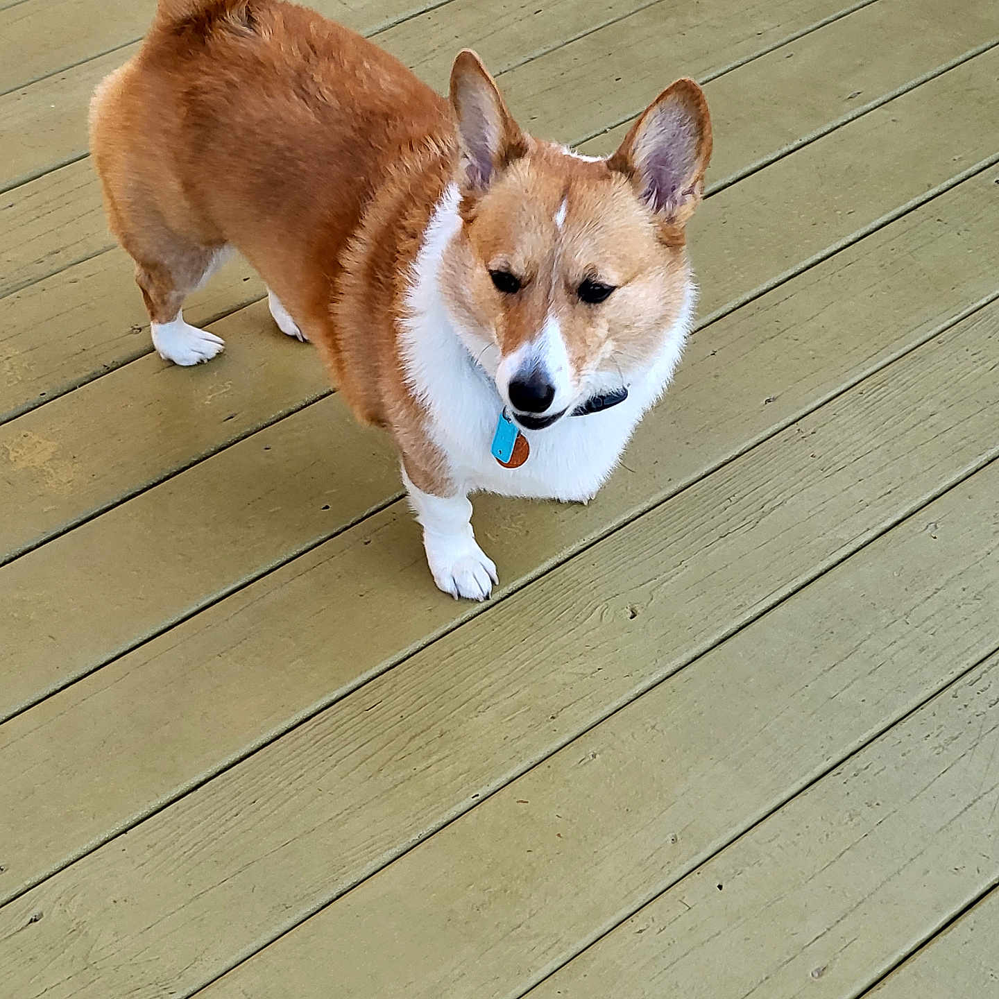 Sploot