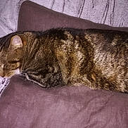 Filou participe au concours pour gagner de l'argent avec cette photo : asian, bengal, california_spangled, carnivoran, cat, cat_like_mammal, domestic_short_haired_cat, dragon_li, european_shorthair, fauna, fur, german_rex, kitten, pixie_bob, small_to_medium_sized_cats, snout, sokoke, tabby_cat, whiskers