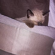 Messi a rejoint le concours — aidez-le/la à gagner de superbes lots ! balinese, carnivoran, cat, cat_like_mammal, kitten, mammal, ragdoll, siamese, skin, small_to_medium_sized_cats, snout, thai, tonkinese, vertebrate, whiskers
