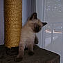 Messi a rejoint le concours — aidez-le/la à gagner de superbes lots ! balinese, carnivoran, cat, cat_like_mammal, fauna, fur, kitten, ragdoll, siamese, small_to_medium_sized_cats, snout, thai, tonkinese, whiskers