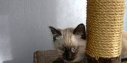 Messi participe au concours pour gagner de l'argent avec cette photo : balinese, carnivoran, cat, cat_like_mammal, domestic_short_haired_cat, fur, kitten, ragdoll, siamese, small_to_medium_sized_cats, thai, whiskers, wood
