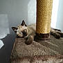 Messi participe au concours pour gagner de l'argent avec cette photo : balinese, carnivoran, cat, cat_like_mammal, flooring, fur, kitten, ragdoll, siamese, small_to_medium_sized_cats, thai, whiskers