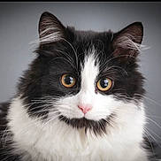 Scarlette a rejoint le concours — aidez-le/la à gagner de superbes lots ! cat, fluffy, black_and_white, close_up, portrait, animal, pet, whiskers, pink_nose, curious, eyes, fur, cute, domestic_cat, mammal, face, indoor, looking, feline