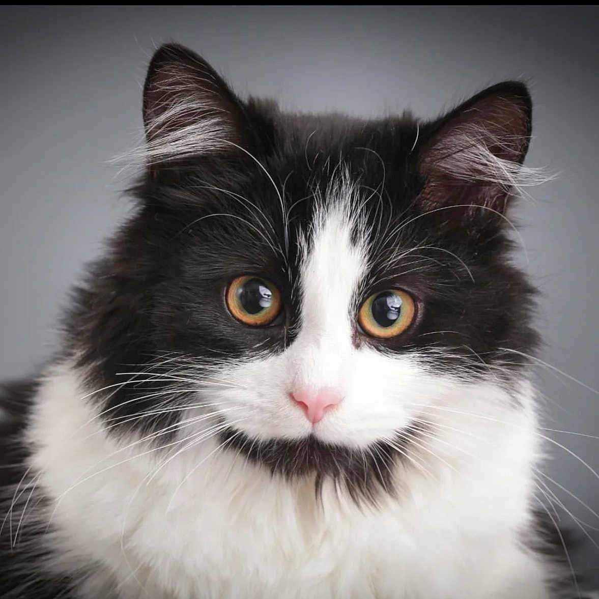 Scarlette a rejoint le concours — aidez-le/la à gagner de superbes lots ! cat, fluffy, black_and_white, close_up, portrait, animal, pet, whiskers, pink_nose, curious, eyes, fur, cute, domestic_cat, mammal, face, indoor, looking, feline