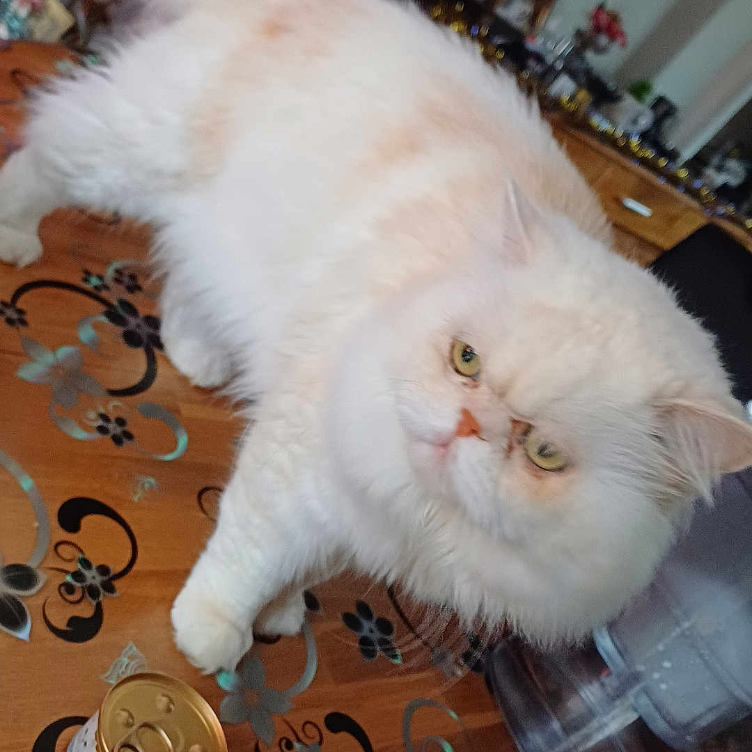 Looping participe au concours pour gagner de l'argent avec cette photo : angora, animal, can, cat, coin, couch, flower, flowerarrangement, flowerbouquet, furniture, hardwood, indoors, kitten, manx, money, pet, plant, plywood, tin, wood