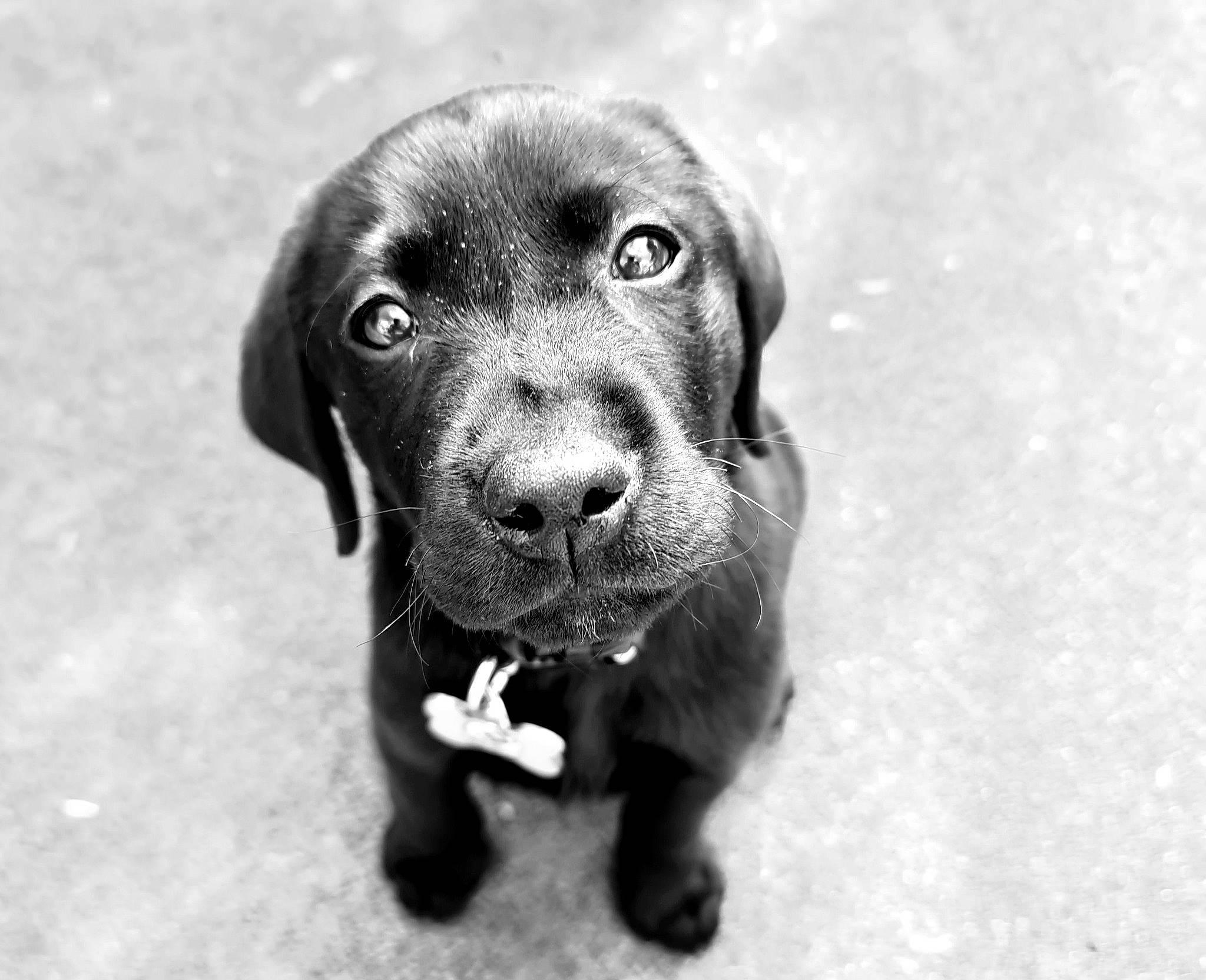 Lemmy is registered to the contest to win money with this photo: beagador, black, black_and_white, canidae, carnivore, dog, dog_breed, ear, eye, hunting_dog, labrador_retriever, mammal, nose, photography, pointing_breed, puppy, retriever, snout, sporting_group, vizsla