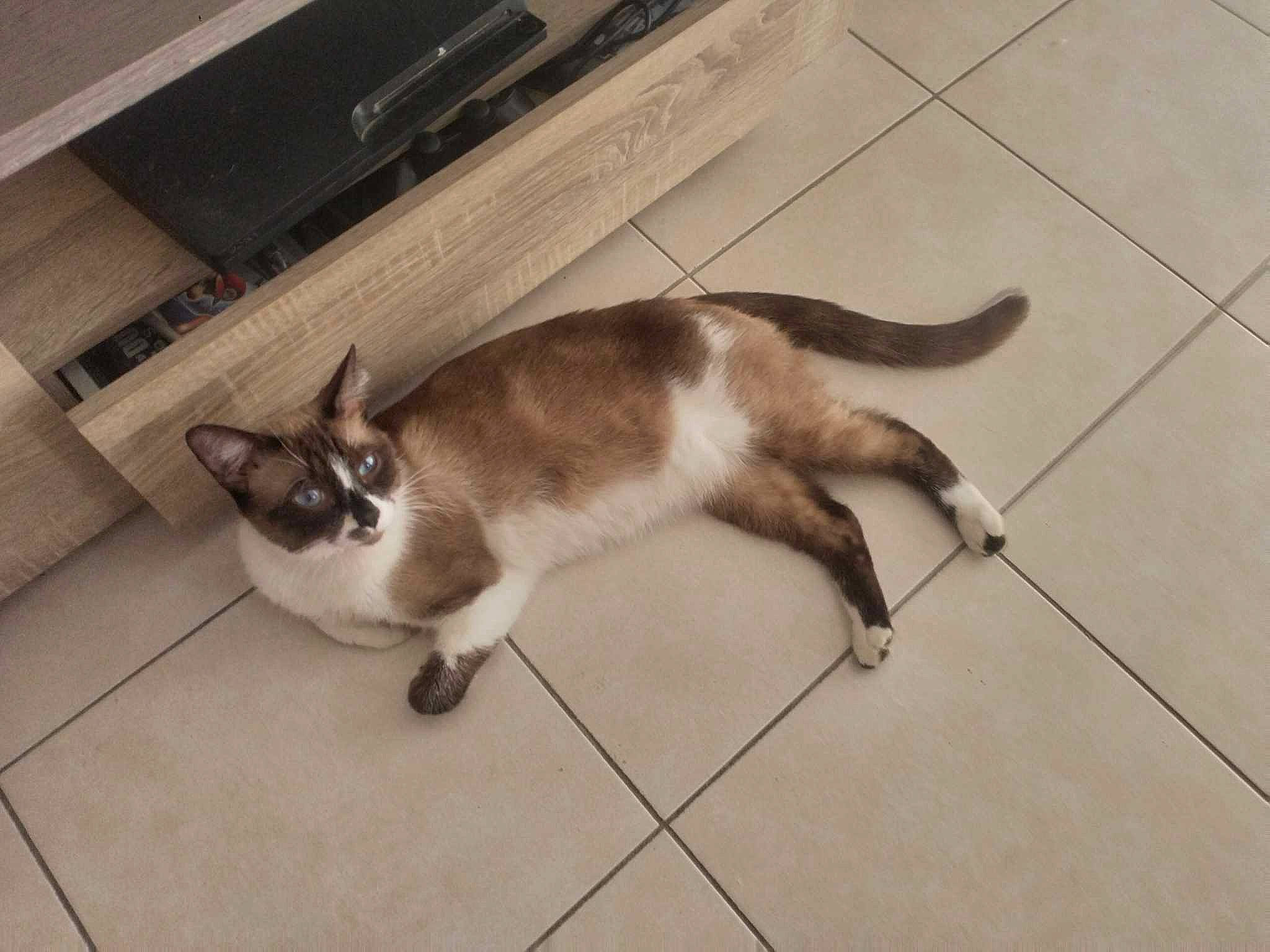 Rio a rejoint le concours — aidez-le/la à gagner de superbes lots ! carnivore, cat, computer_keyboard, domestic_short_haired_cat, fawn, felidae, floor, flooring, foot, fur, hardwood, input_device, paw, siamese, small_to_medium_sized_cats, snout, tail, tile_flooring, whiskers, wood