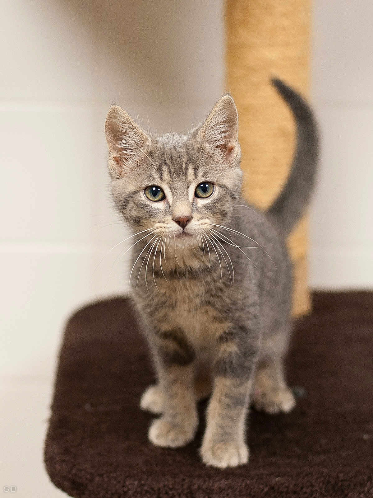 Calypso a rejoint le concours — aidez-le/la à gagner de superbes lots ! kitten, gray_tabby, cat, pet, animal, whiskers, curious, alert, scratching_post, indoor, feline, cute, young, fur, ears, tail, standing, carpet, closeup, domestic_cat