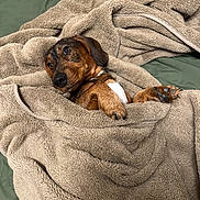Volt participe au concours pour gagner de l'argent avec cette photo : dog, dachshund, blanket, bed, cozy, pet, paw, fur, snout, eyes, nose, indoor, bedding, resting, wrapped, portrait, looking_up, small_dog, cute, brown_coat