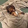 dog, dachshund, blanket, bed, cozy, pet, paw, fur, snout, eyes, nose, indoor, bedding, resting, wrapped, portrait, looking_up, small_dog, cute, brown_coat