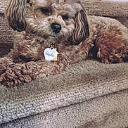 Bailie is registered to the contest to win money with this photo: dog, pet, stairs, carpet, fluffy, curly_hair, pink_hair_tie, tag, indoor, brown, cute, relaxed, animal, canine, companion, home, laying_down, fur, small_dog, cozy
