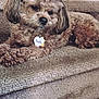 dog, pet, stairs, carpet, fluffy, curly_hair, pink_hair_tie, tag, indoor, brown, cute, relaxed, animal, canine, companion, home, laying_down, fur, small_dog, cozy