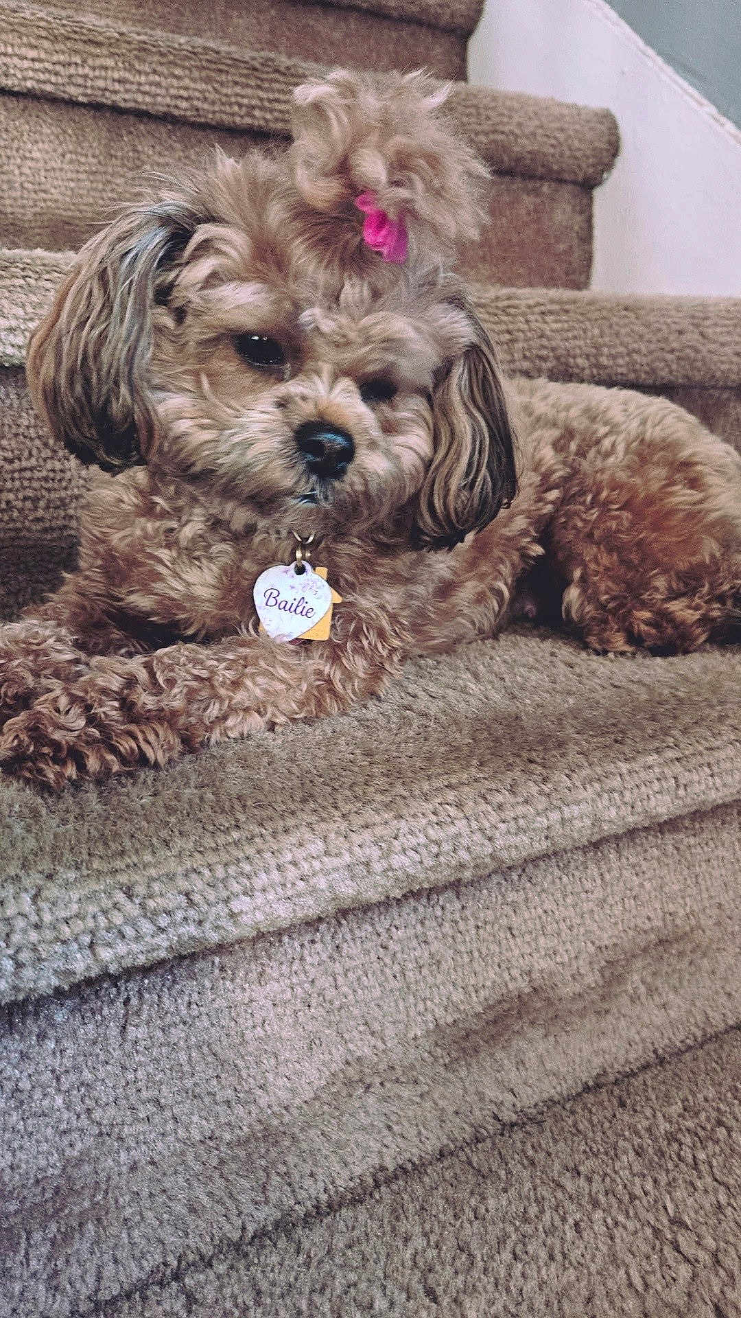 Bailie is registered to the contest to win money with this photo: dog, pet, stairs, carpet, fluffy, curly_hair, pink_hair_tie, tag, indoor, brown, cute, relaxed, animal, canine, companion, home, laying_down, fur, small_dog, cozy