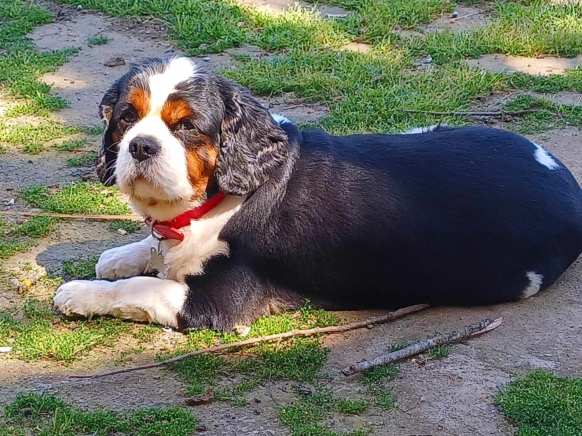 Lucky a rejoint le concours — aidez-le/la à gagner de superbes lots ! dog, tricolor, collar, outdoor, grass, dirt, lying_down, pet, animal, nature, sunlight, canine, mammal, resting, fur, ears, nose, paws, daytime, side_view