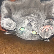 Leo joined the competition — help win amazing prizes! carnivore, cat, comfort, electric_blue, fashion_accessory, felidae, foot, fur, grey, human_leg, knitting, paw, russian_blue, small_to_medium_sized_cats, snout, tail, thread, whiskers, wool, woolen
