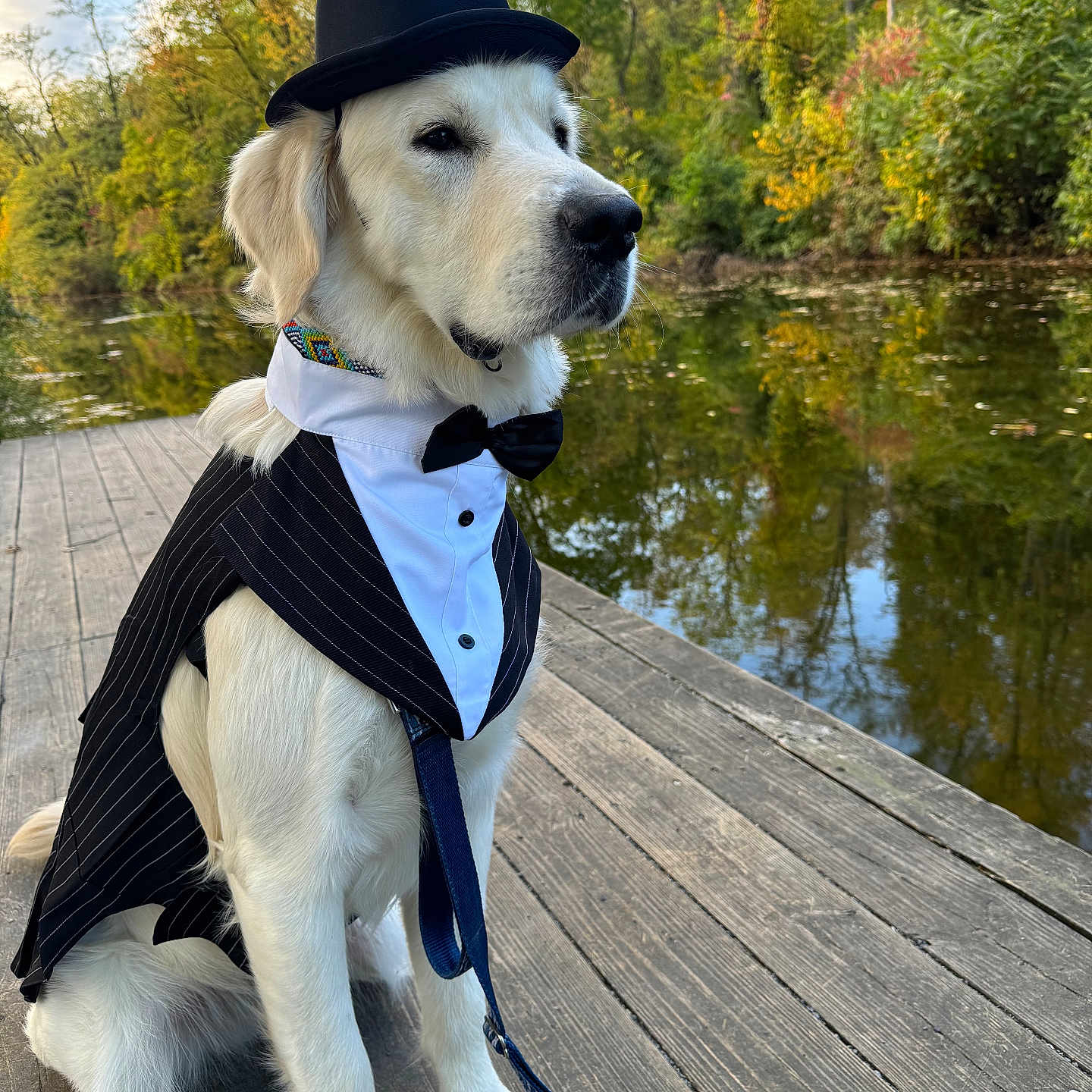 Biscuit is registered to the contest to win money with this photo: accessories, animal, boardwalk, bridge, canine, clothing, dog, formalwear, hat, hound, pet, pier, plant, port, puppy, tie, tree, vest, water, waterfront