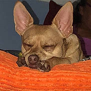 Chicken joined the competition — help win amazing prizes! dog, sleeping, ears, blanket, cozy, brown, pet, paw, nose, indoor, resting, cute, animal, closeup, relaxing, face, snout, fur, comfort, calm