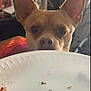 Chicken joined the competition — help win amazing prizes! dog, paper_plate, food_crumbs, curious, pet, indoor, brown_dog, ears, snout, close_up, table, waiting, animal, companion, domestic_animal, face, looking, cute, begging, small_dog