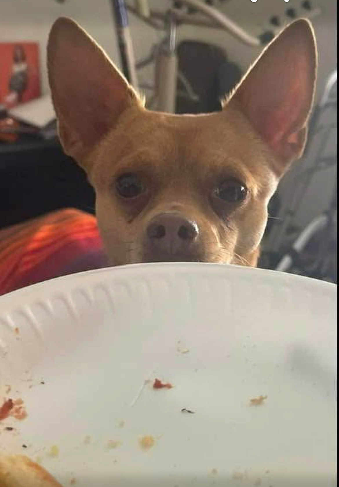 Chicken