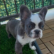 Fiji joined the competition — help win amazing prizes! puppy, french_bulldog, dog, pet, young_dog, artificial_grass, outdoor, wooden_deck, curious, small_dog, canine, domestic_animal, ears_up, black_and_white, close_up, standing, cute, companion, animal, fence