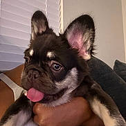 Bentley is registered to the contest to win money with this photo: dog, puppy, french_bulldog, tongue_out, ears, close_up, pet, animal, indoor, person, hand, holding, couch, window_blinds, cute, playful, fur, face, expression, domestic