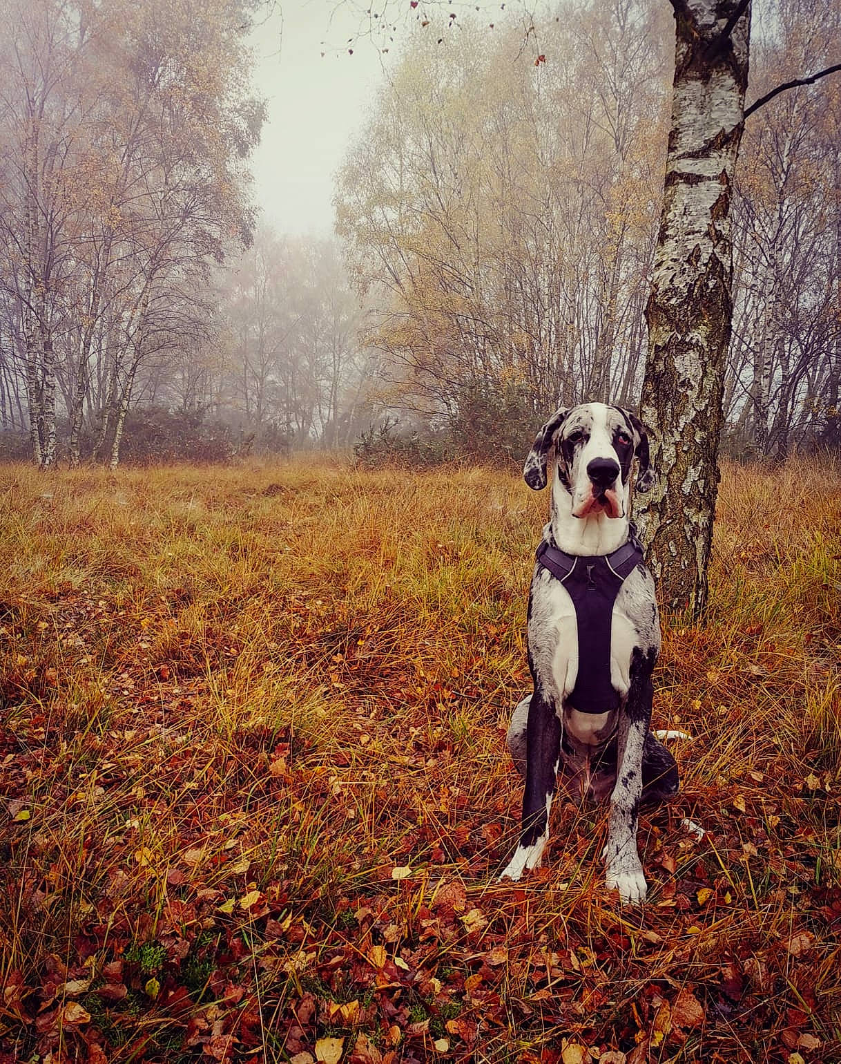 Digby is registered to the contest to win money with this photo: adventure, american_bulldog, american_staffordshire_terrier, atmospheric_phenomenon, autumn, canidae, carnivore, cloud, dog, dog_breed, dog_walking, forest, hunting_dog, leaf, natural_environment, sky, sporting_group, tree, wilderness, winter