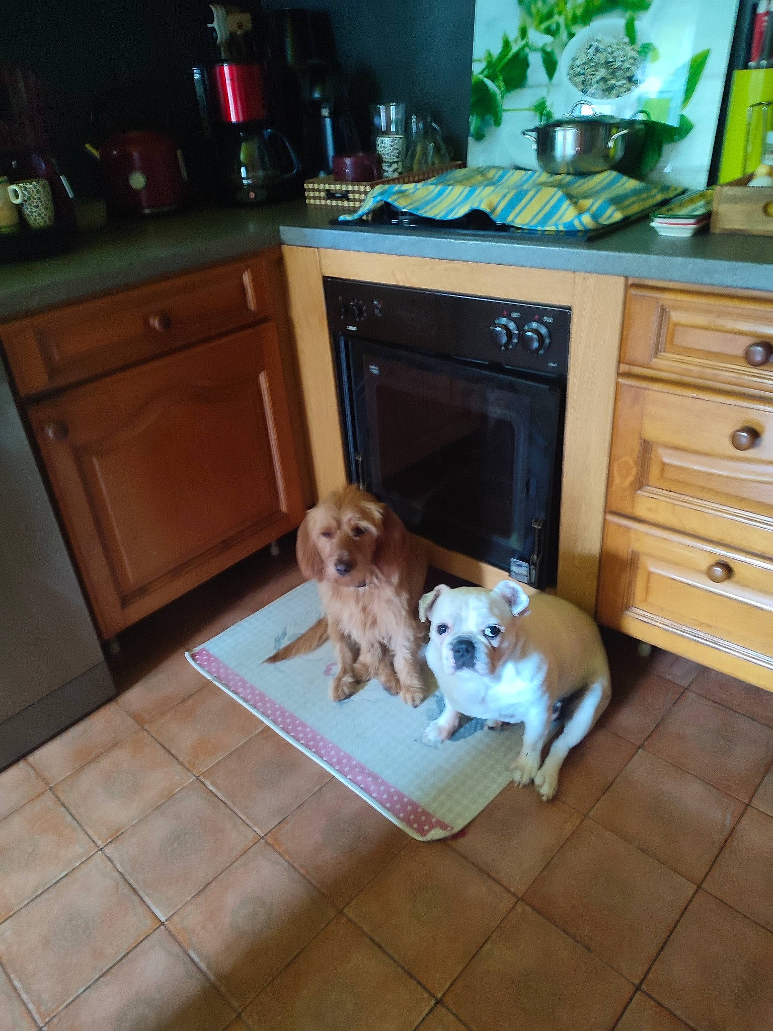 Dobby participe au concours pour gagner de l'argent avec cette photo : brown, cabinetry, carnivore, chair, chest_of_drawers, companion_dog, cupboard, dog, dog_breed, drawer, dresser, fawn, floor, flooring, hardwood, interior_design, kitchen, laminate_flooring, wood, wood_stain