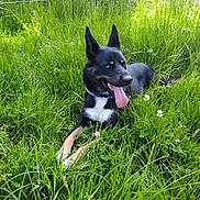 Laïka participe au concours pour gagner de l'argent avec cette photo : dog, black_and_white_dog, meadow, grass, wildflowers, nature, outdoors, portrait, lying_down, tongue_out, happy, playful, pointy_ears, heterochromia, collar, sunlight, greenery, plants, clover, animal_photography