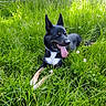 dog, black_and_white_dog, meadow, grass, wildflowers, nature, outdoors, portrait, lying_down, tongue_out, happy, playful, pointy_ears, heterochromia, collar, sunlight, greenery, plants, clover, animal_photography