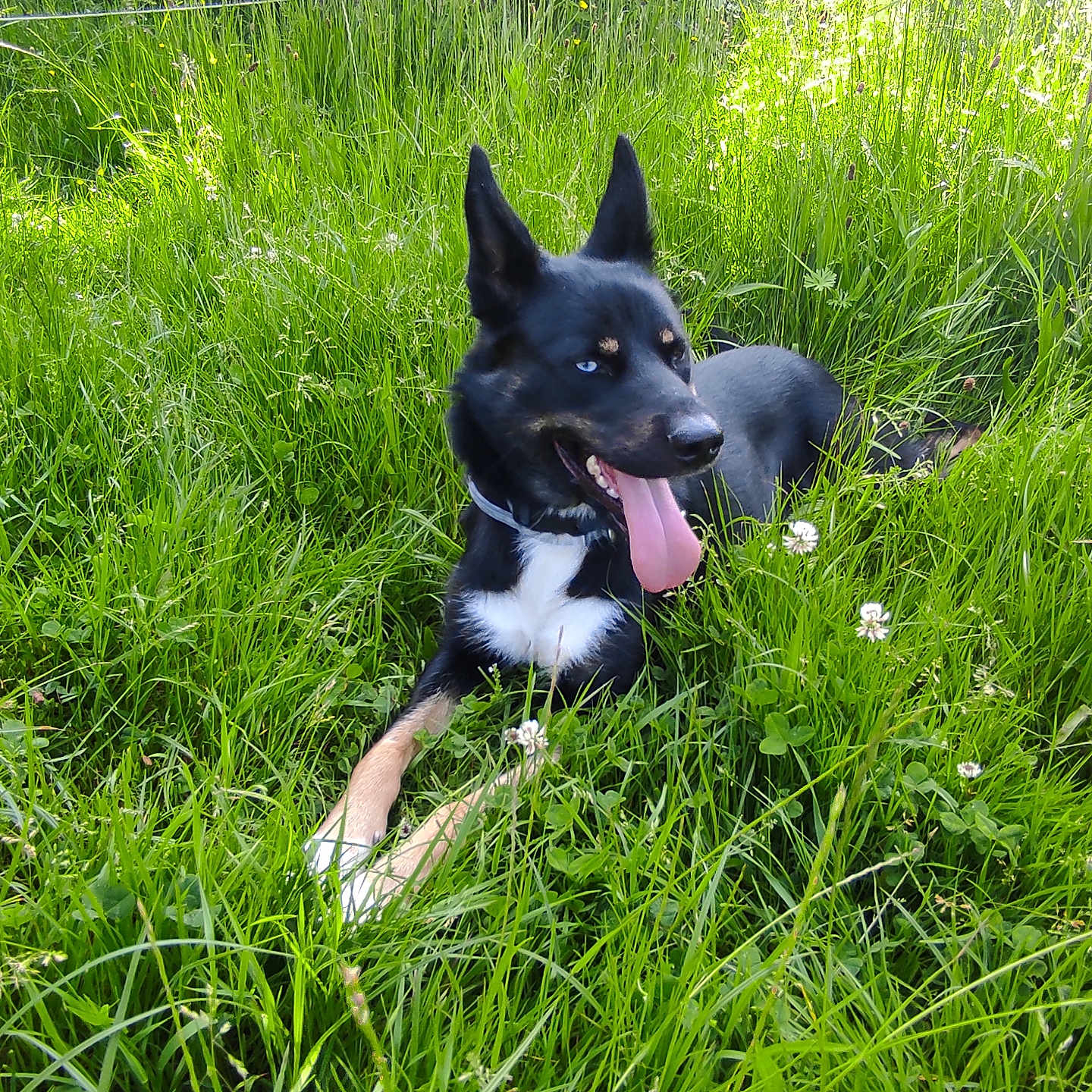 Laïka