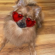 Olive is registered to the contest to win money with this photo: dog, heart_shaped_sunglasses, brown_dog, fluffy_dog, wooden_floor, indoor, pet, cute, playful, animal, sitting, relaxed, home, casual, footwear, slippers, socks, fur, portrait, funny