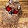 dog, heart_shaped_sunglasses, brown_dog, fluffy_dog, wooden_floor, indoor, pet, cute, playful, animal, sitting, relaxed, home, casual, footwear, slippers, socks, fur, portrait, funny
