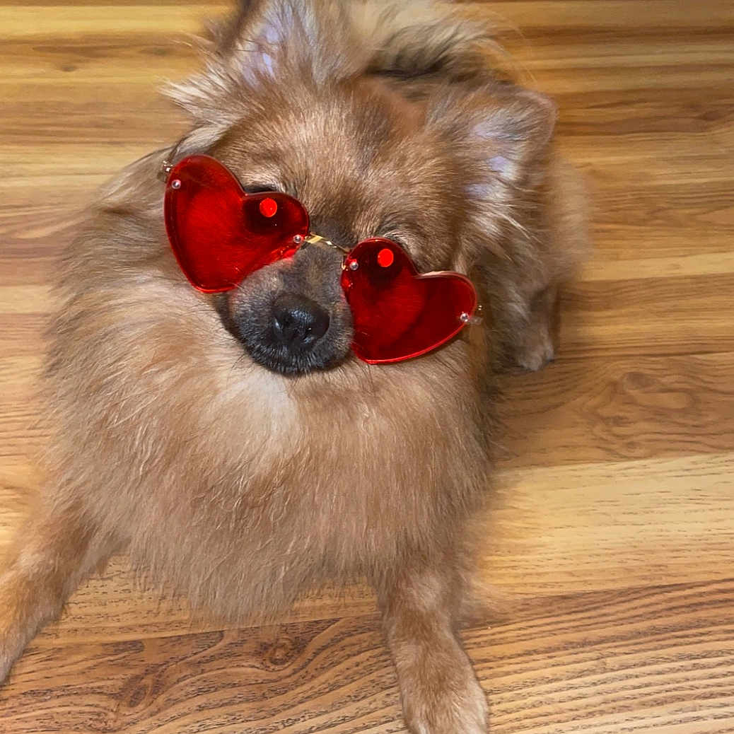 Olive is registered to the contest to win money with this photo: dog, heart_shaped_sunglasses, brown_dog, fluffy_dog, wooden_floor, indoor, pet, cute, playful, animal, sitting, relaxed, home, casual, footwear, slippers, socks, fur, portrait, funny