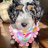 Marlee joined the competition — help win amazing prizes! bandana, blurry_background, close_up, cute, dog, eyes, fur, hardwood_floor, indoor, nose, pet, plant, pom_poms, portrait, puppy, shadow, sitting, sunlight, tricolor, young