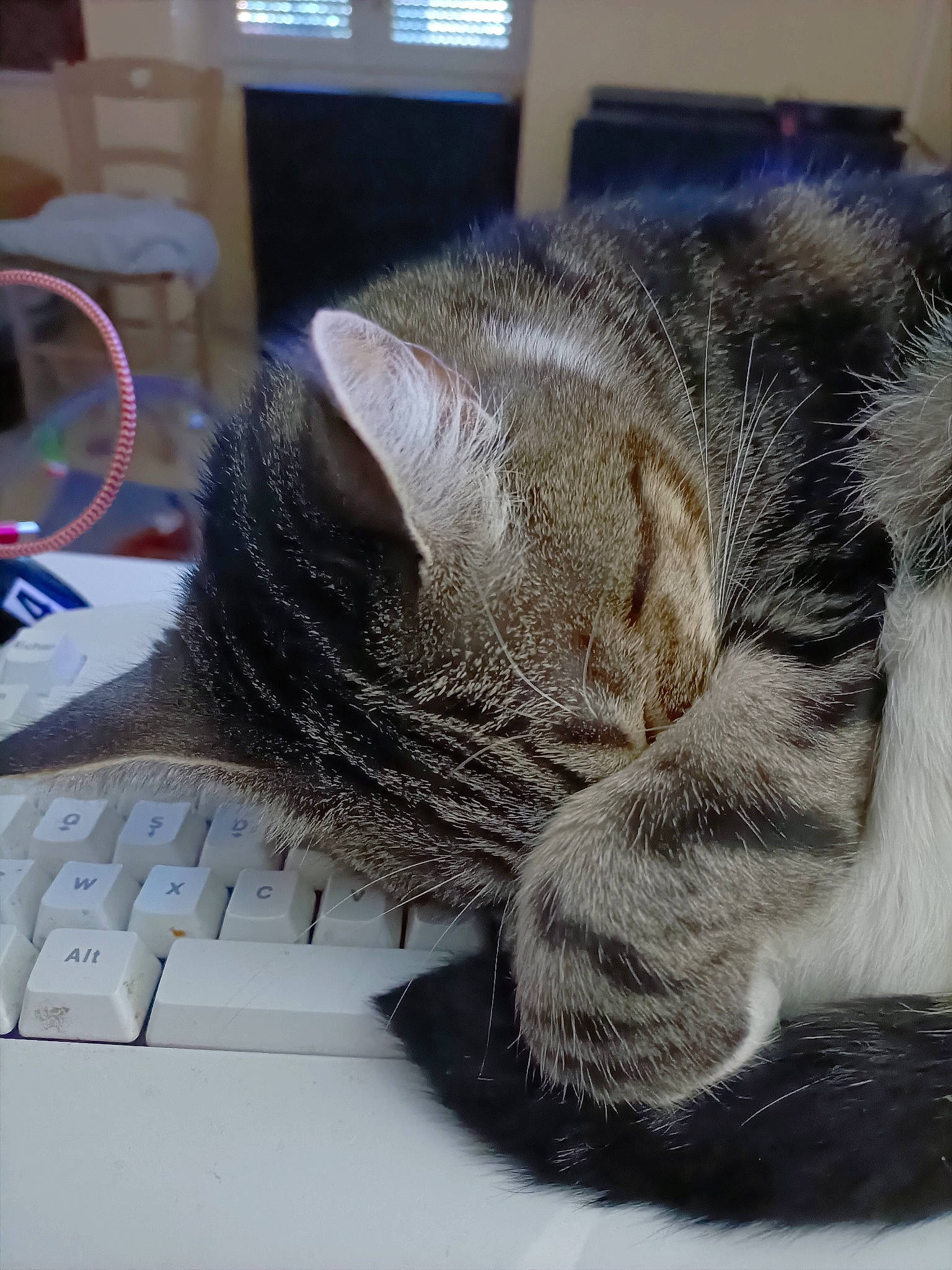 Neko a rejoint le concours — aidez-le/la à gagner de superbes lots ! carnivore, cat, claw, comfort, computer, computer_keyboard, domestic_short_haired_cat, felidae, fur, grey, input_device, nap, output_device, paw, peripheral, personal_computer, small_to_medium_sized_cats, snout, tail, whiskers