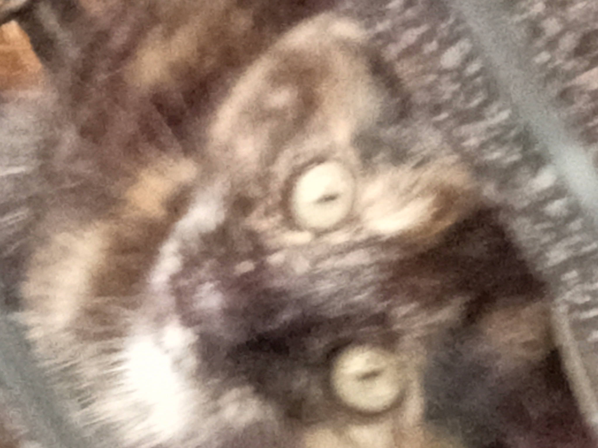 Lottie is registered to the contest to win money with this photo: art, circle, felidae, fur, monochrome, monochrome_photography, pattern, small_to_medium_sized_cats, snout, tail, terrestrial_animal, visual_arts, whiskers