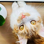 Arès a rejoint le concours — aidez-le/la à gagner de superbes lots ! cat, ginger_cat, white_fur, golden_eyes, whiskers, close_up, pet, animal, curious, soft_fur, indoor, floor, plant_pot, cute, feline, looking_up, domestic_cat, portrait, fluffy, young_cat