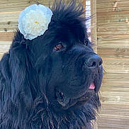 Malou a rejoint le concours — aidez-le/la à gagner de superbes lots ! dog, newfoundland, black_fur, flower, pet, animal, portrait, outdoor, wooden_wall, tongue_out, fluffy, cute, looking_away, mammal, companion, domestic_animal, nature, fur, closeup, calm