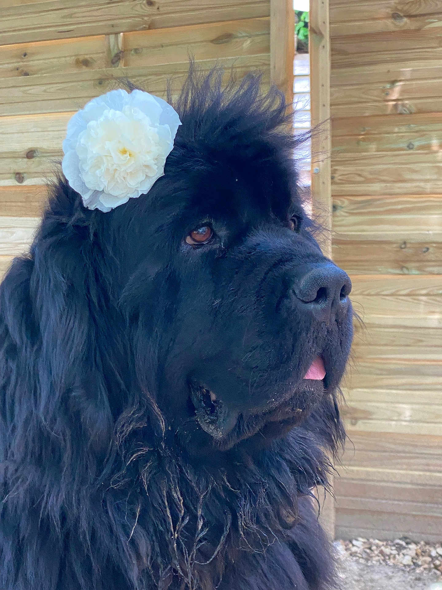 Malou a rejoint le concours — aidez-le/la à gagner de superbes lots ! dog, newfoundland, black_fur, flower, pet, animal, portrait, outdoor, wooden_wall, tongue_out, fluffy, cute, looking_away, mammal, companion, domestic_animal, nature, fur, closeup, calm