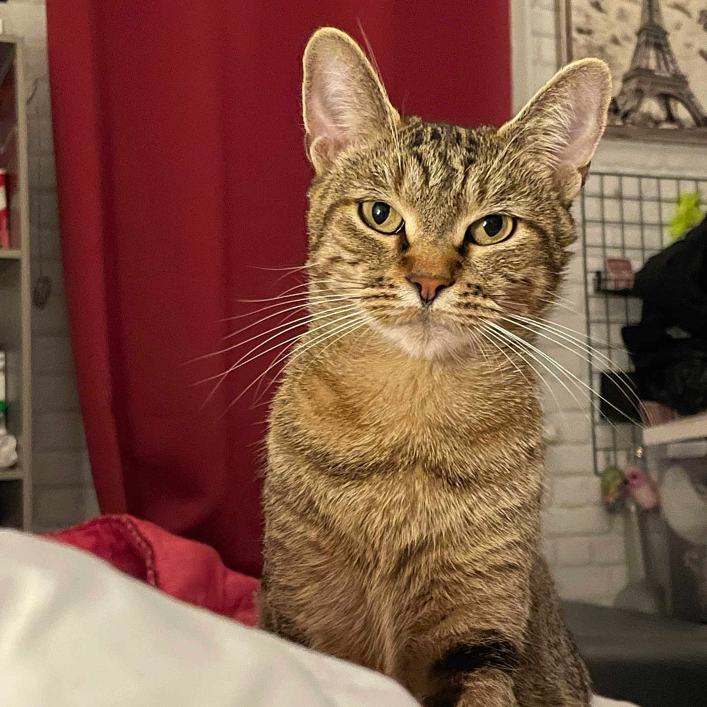 Comète participe au concours pour gagner de l'argent avec cette photo : abyssinian, adult, animal, architecture, bed, building, cat, couch, cushion, furniture, homedecor, indoors, kitten, livingroom, male, man, manx, person, pet, room