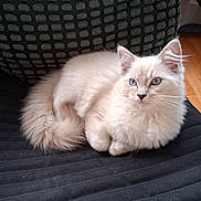Apple a rejoint le concours — aidez-le/la à gagner de superbes lots ! animal, blue_eyes, cat, chair, close_up, cozy, cute, domestic_cat, feline, fluffy, fur, indoor, pet, portrait, relaxed, resting, sitting, soft, whiskers, white_cat