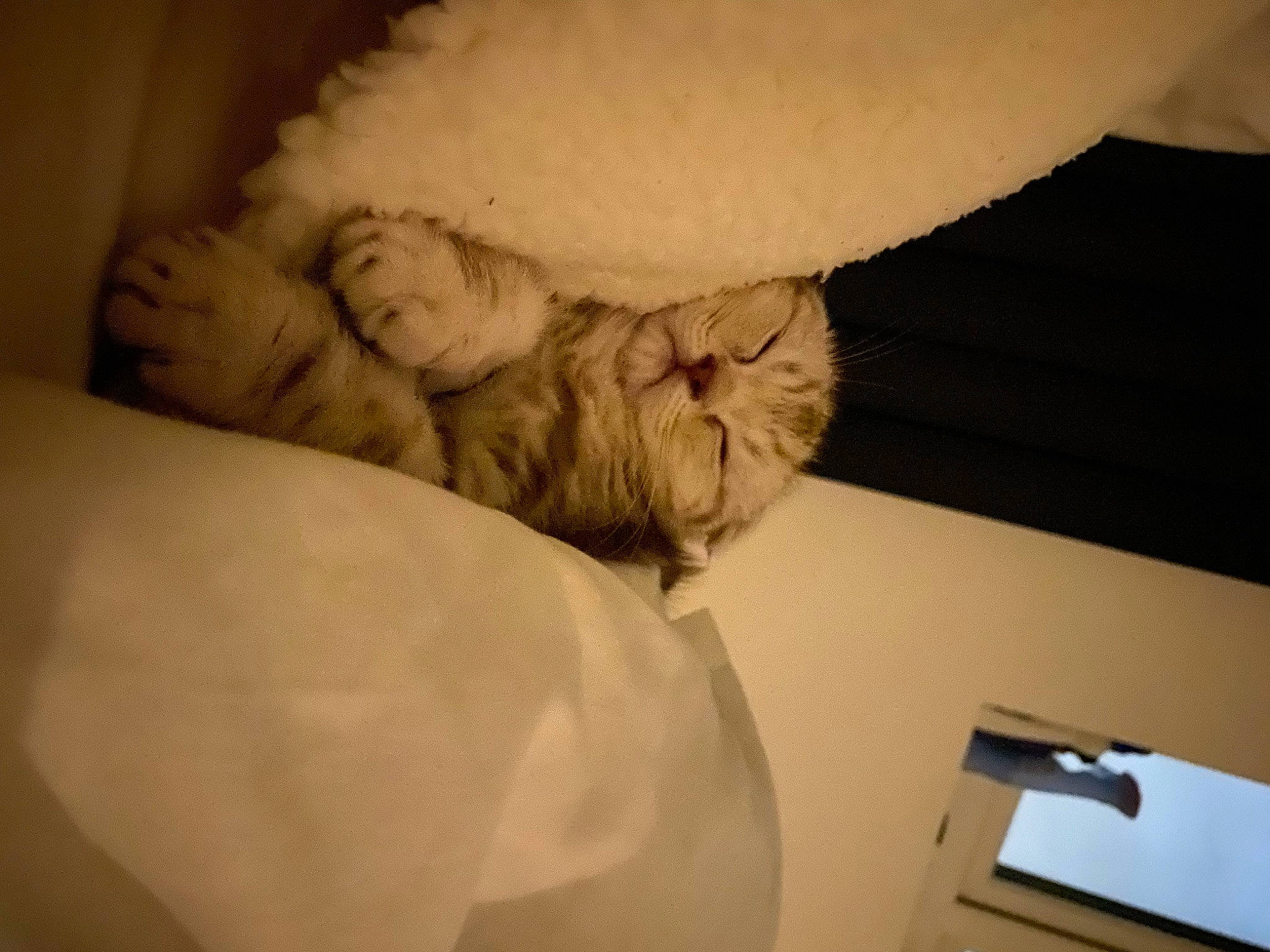 Chai joined the competition — help win amazing prizes! beard, carnivore, cat, comfort, companion_dog, dog_breed, eye, fawn, felidae, fur, gesture, glasses, head, linens, paw, small_to_medium_sized_cats, snout, tail, whiskers, wrinkle