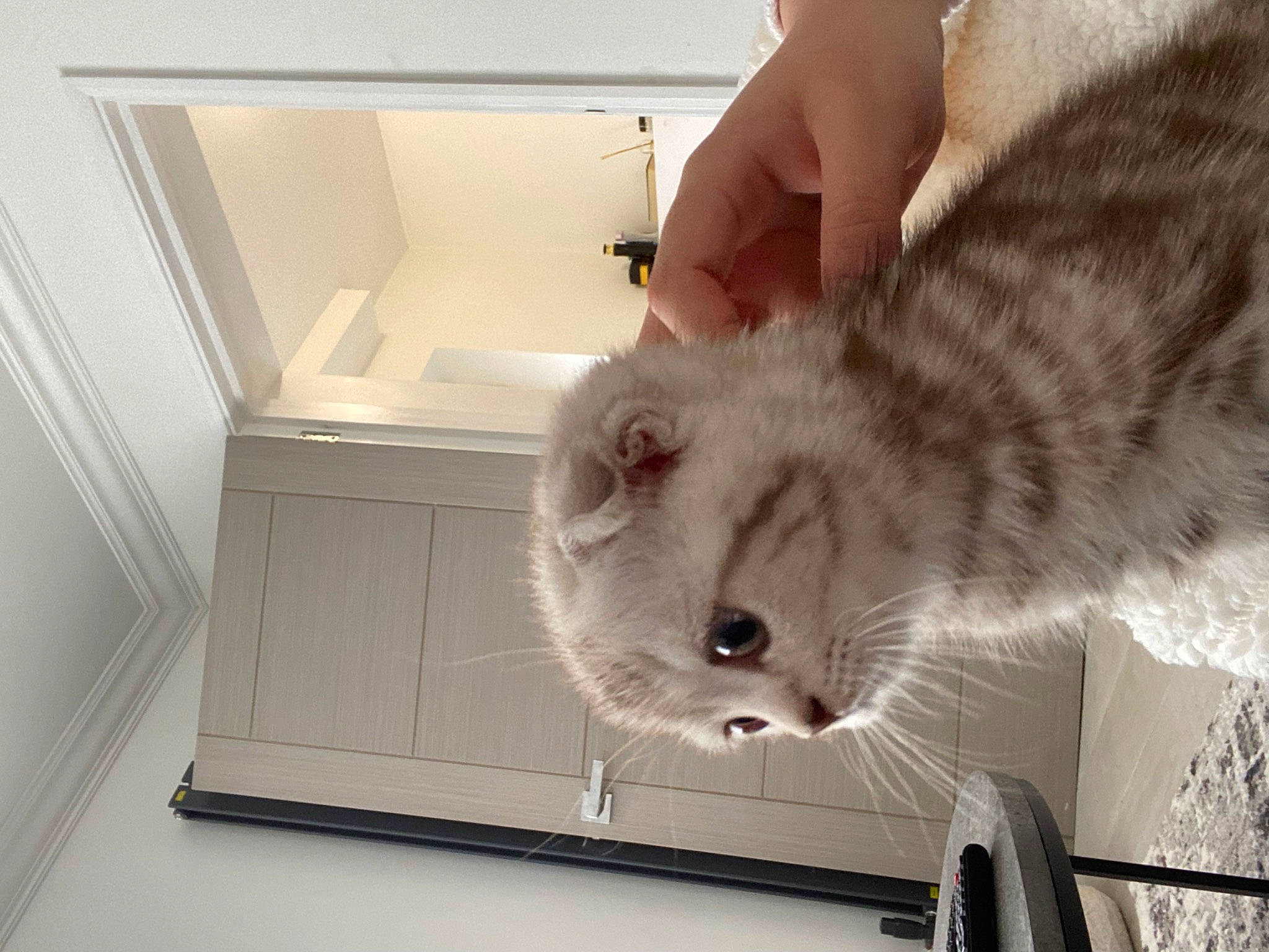 Chai is registered to the contest to win money with this photo: box, carnivore, cat, domestic_short_haired_cat, felidae, fur, home_appliance, kitchen_appliance, machine, major_appliance, pet_supply, refrigerator, room, shelf, small_to_medium_sized_cats, snout, tail, whiskers, window